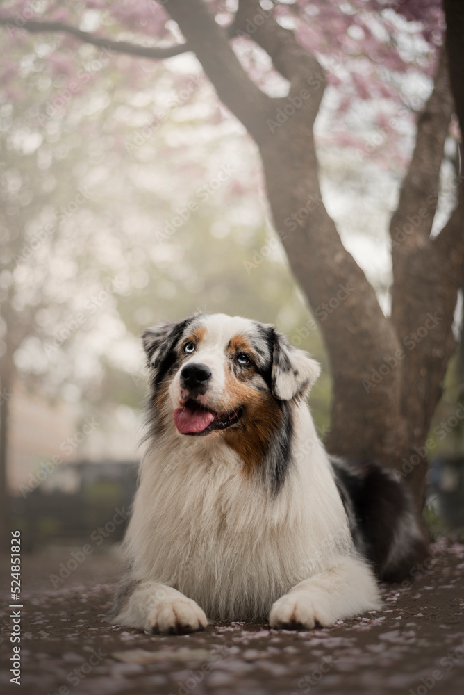 Portrait of the beautiful Aussie Australian Shepherd Dog in Spring with a cherry blossom