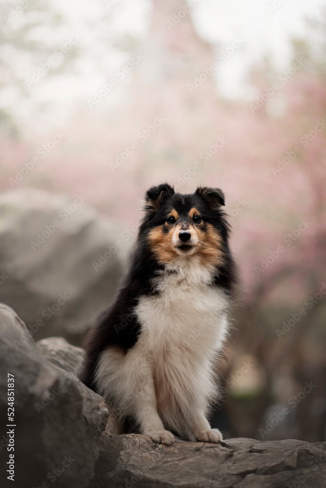 Portrait of the beautiful  Shetland Sheepdog Sheltie Dog in Spring with a cherry blossom