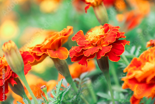 Marigolds growing in the garden. Flowers. Photo of nature.