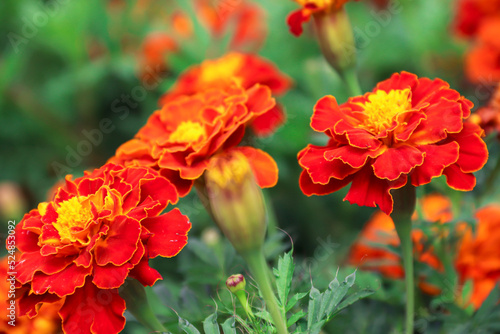 Marigolds growing in the garden. Flowers. Photo of nature.