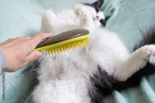 Combing a fluffy white and black cat. A hand with a yellow comb in the foreground and a cat in the background. Selective focus. 
