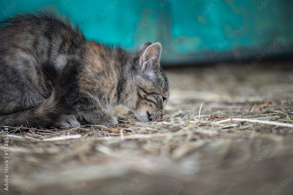 Wild cat on the farm. There is artistic noise. Wild cat on the farm. There is artistic noise.