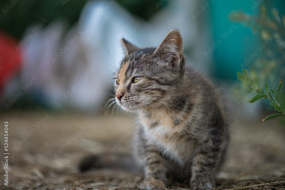 Wild cat on the farm. There is artistic noise. Wild cat on the farm. There is artistic noise.