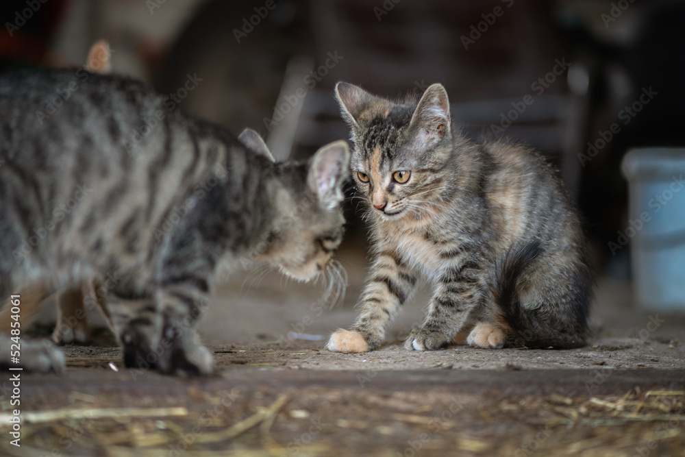 Wild cat on the farm. There is artistic noise.