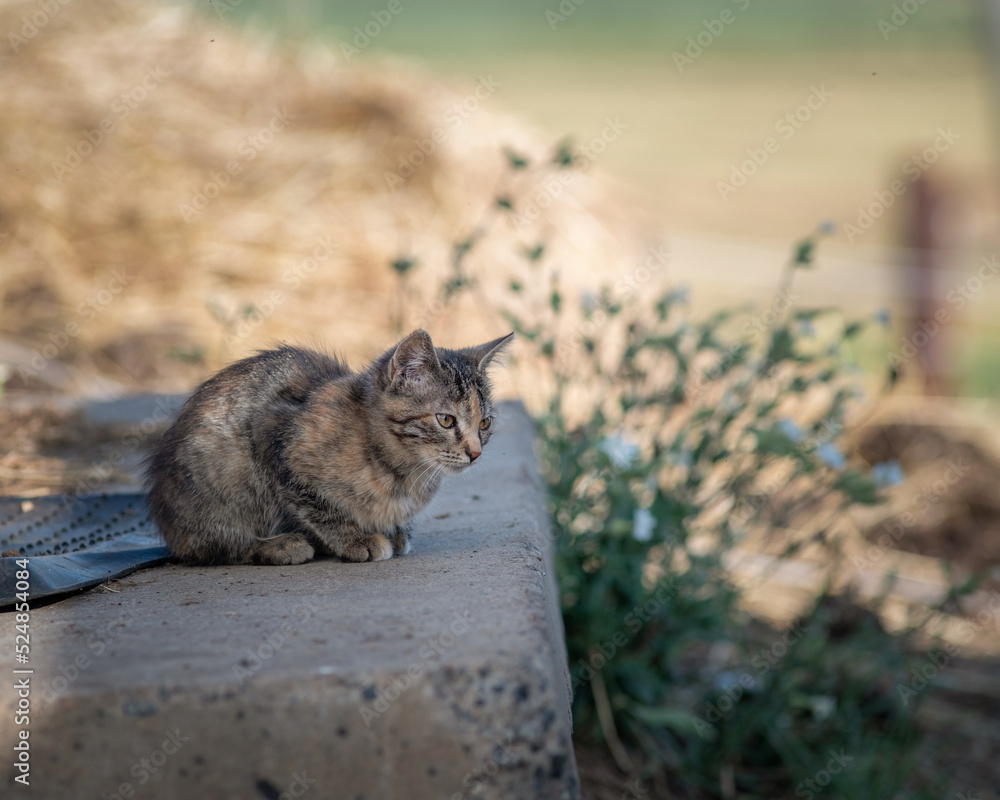 Wild cat on the farm. There is artistic noise.