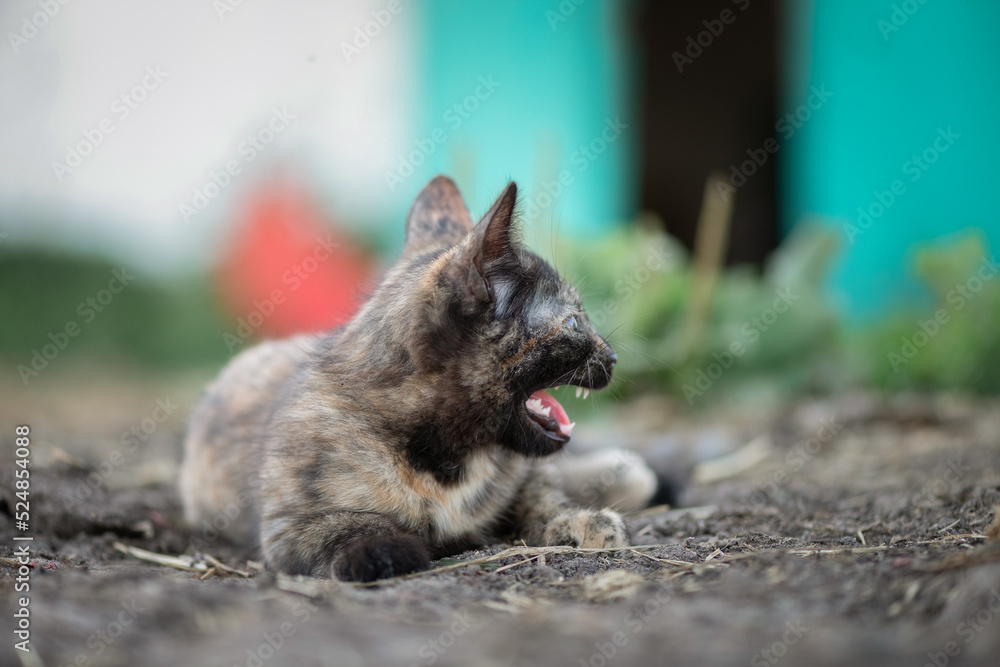 Wild cat on the farm. There is artistic noise. Wild cat on the farm. There is artistic noise.