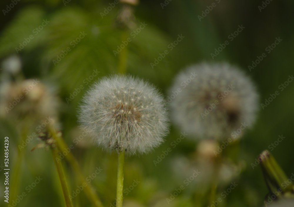 Taraxacum officinale as a dandelion or common dandelion commonly known as dandelion. This time in the form of a blower Taraxacum officinale as a dandelion or common dandelion commonly known as dandelion. This time in the form of a blower