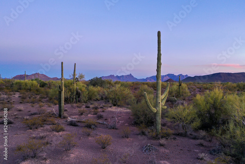 Saguara Cactus Desert Landscape