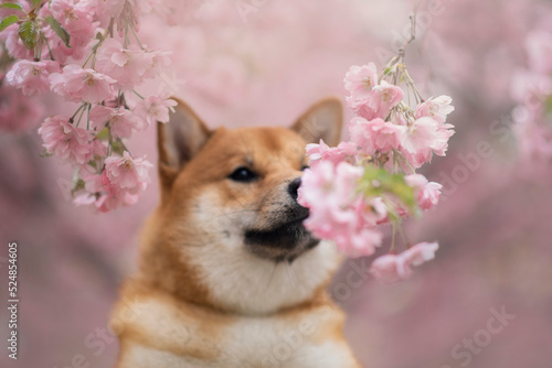 Portrait of the beautiful Shiba Inu Dog in Spring with a cherry blossom