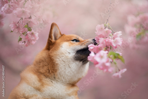 Portrait of the beautiful Shiba Inu Dog in Spring with a cherry blossom