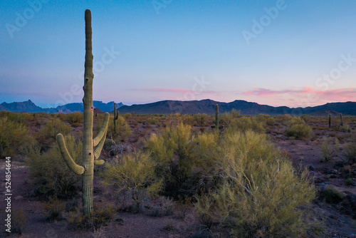 Saguara Cactus in the Desert of Arizona Landscape