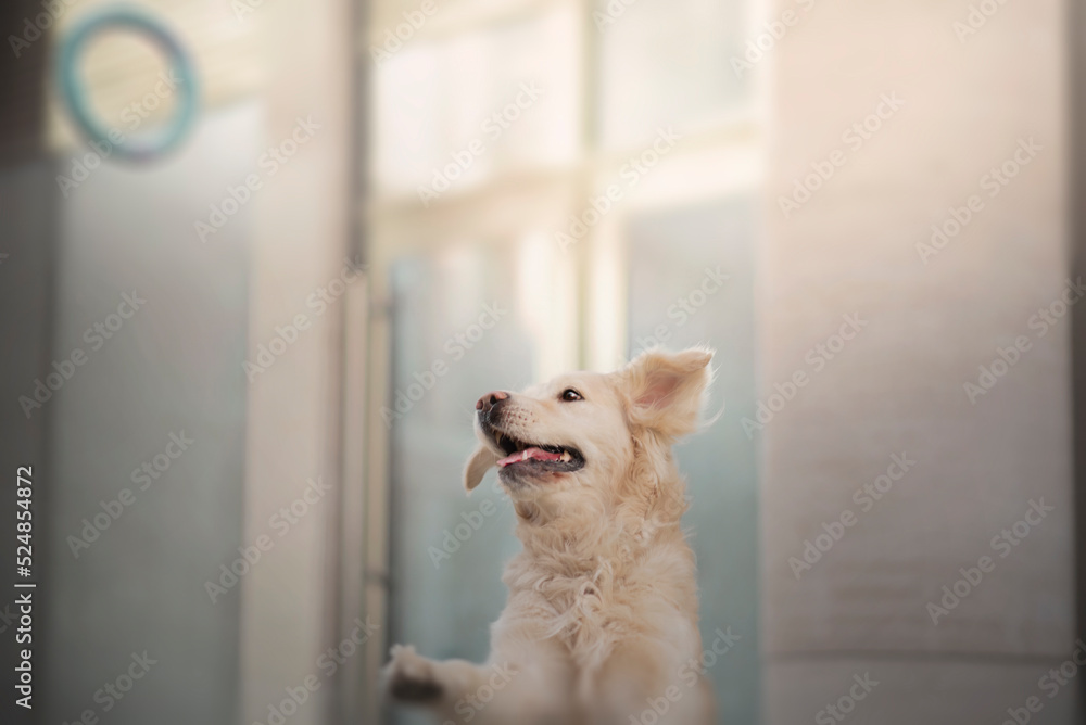 Happy Running Golden Retriever playing with puller toy in the city centre
Happy Welsh Corgi Dog running outdoors in the snow with toy Happy Running Golden Retriever playing with puller toy in the city centre
Happy Welsh Corgi Dog running outdoors in the snow with toy