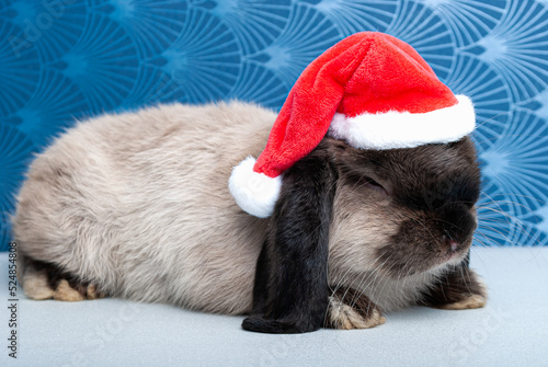 a little rabbit in a red Santa Claus hat for the new year on a blue background. a paddle-eared rabbit with a beautiful nose sits against a wonderful wall