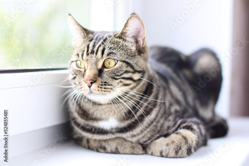 A tabby cat with bright eyes looks into the camera while sitting by the window