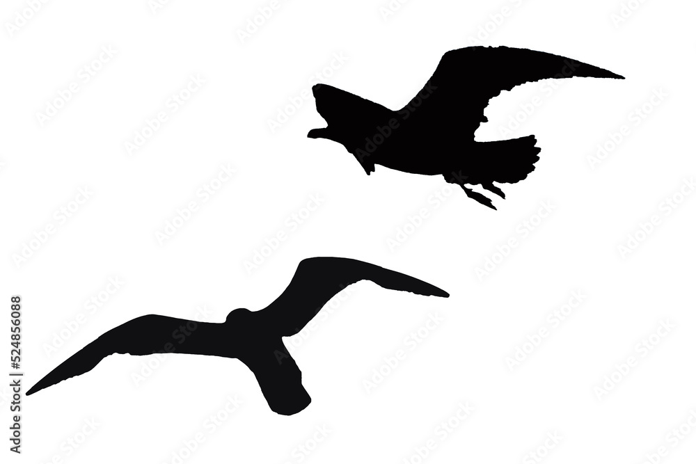 Fliegende Möwen Grafik Fliegende Möwen Grafik