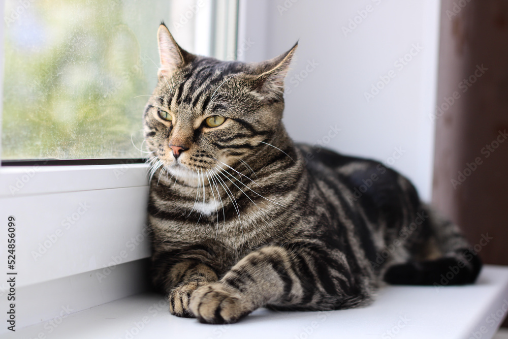 A tabby cat with bright eyes looks into the camera while sitting by the window