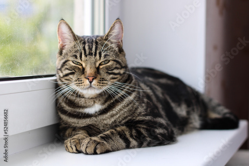 A tabby cat with bright eyes looks into the camera while sitting by the window