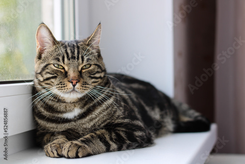 A tabby cat with bright eyes looks into the camera while sitting by the window