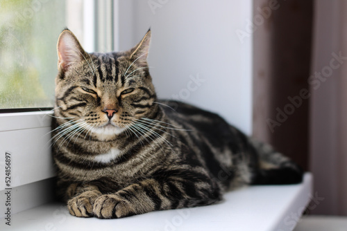 A tabby cat with bright eyes looks into the camera while sitting by the window © Darya