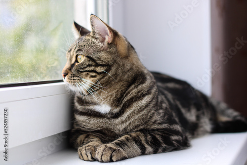 A tabby cat with bright eyes looks into the camera while sitting by the window