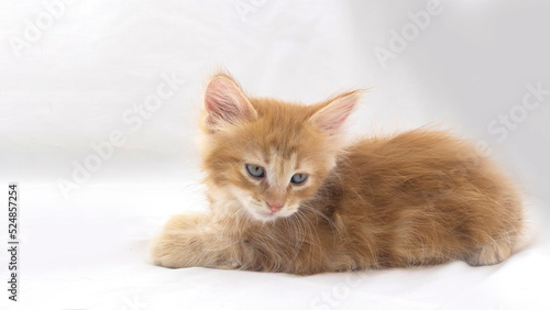 Fototapeta Naklejka Na Ścianę i Meble -  Funny young kitten isolated on background.