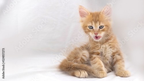 Funny young kitten isolated on background.