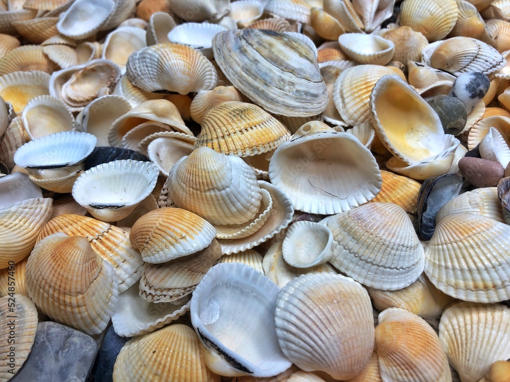 Seashells background - macro shot of beautiful seashells