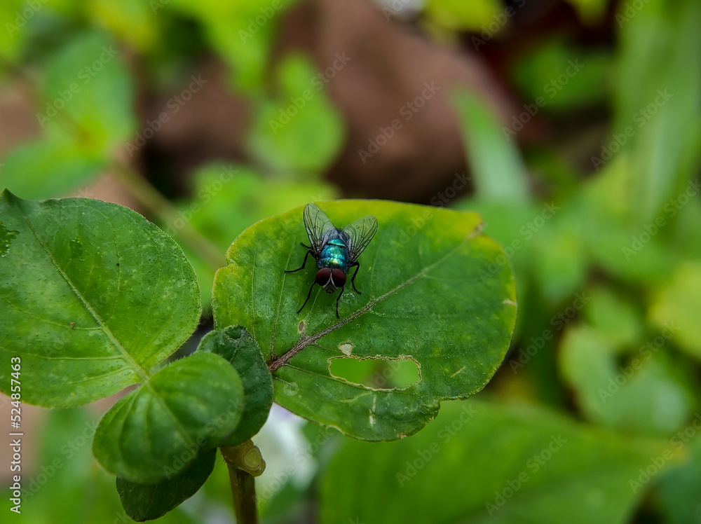 macro photo of a red eyed green fly on a green leaf, selective focus