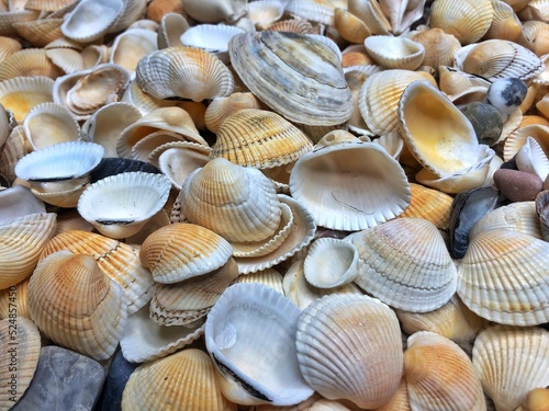 Seashells background - macro shot of beautiful seashells
