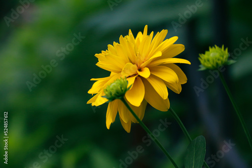 Rudbeckia bicolor in the garden. Yellow flowers. Photo of nature.  © Stanislav