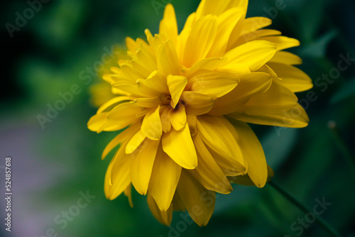 Rudbeckia bicolor in the garden. Yellow flowers. Photo of nature.	