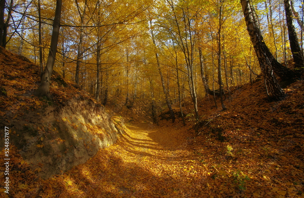 autumn path in forest