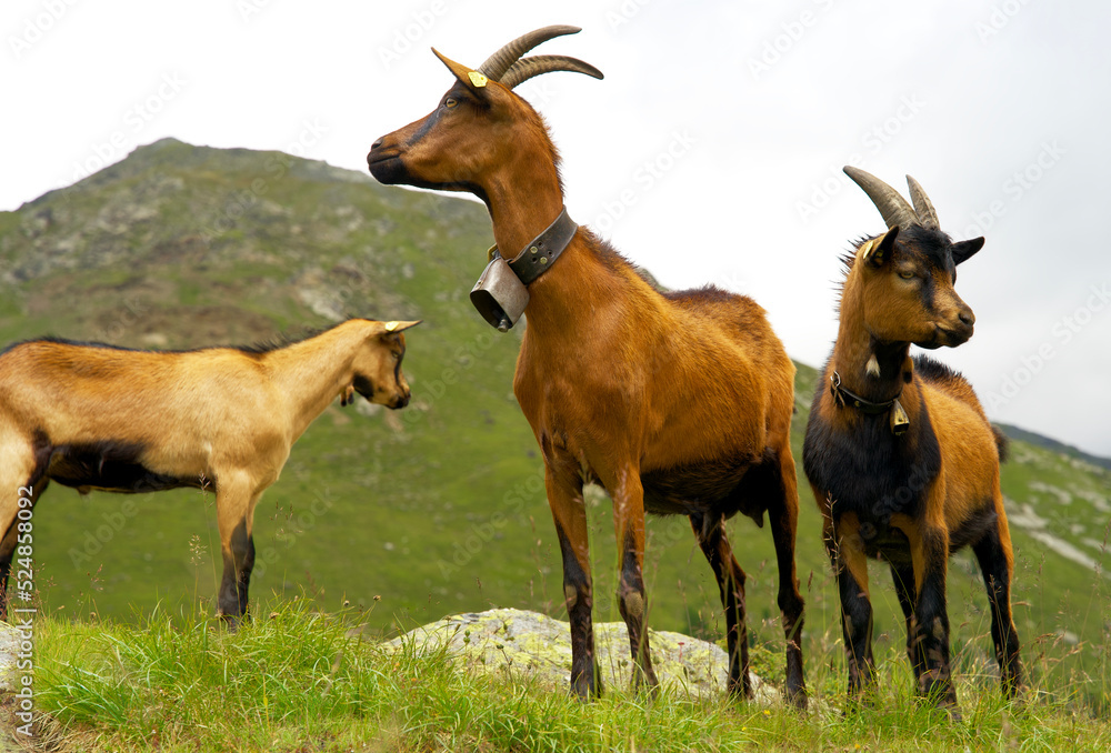 Close Up of a group of mountain goats on an alpine pasture in sudtirol Close Up of a group of mountain goats on an alpine pasture in sudtirol