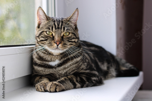 A tabby cat with bright eyes looks into the camera while sitting by the window