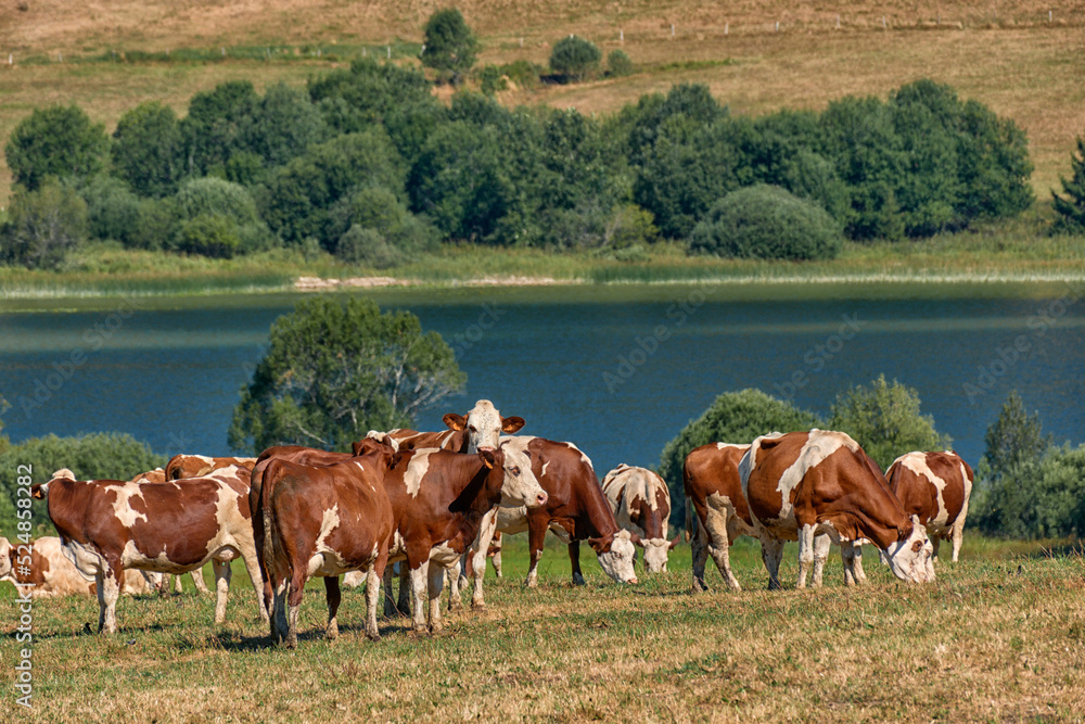 Beautiful Holstein swiss cows in Jura swiss meadows along the Lac de Joux, Switzerland
