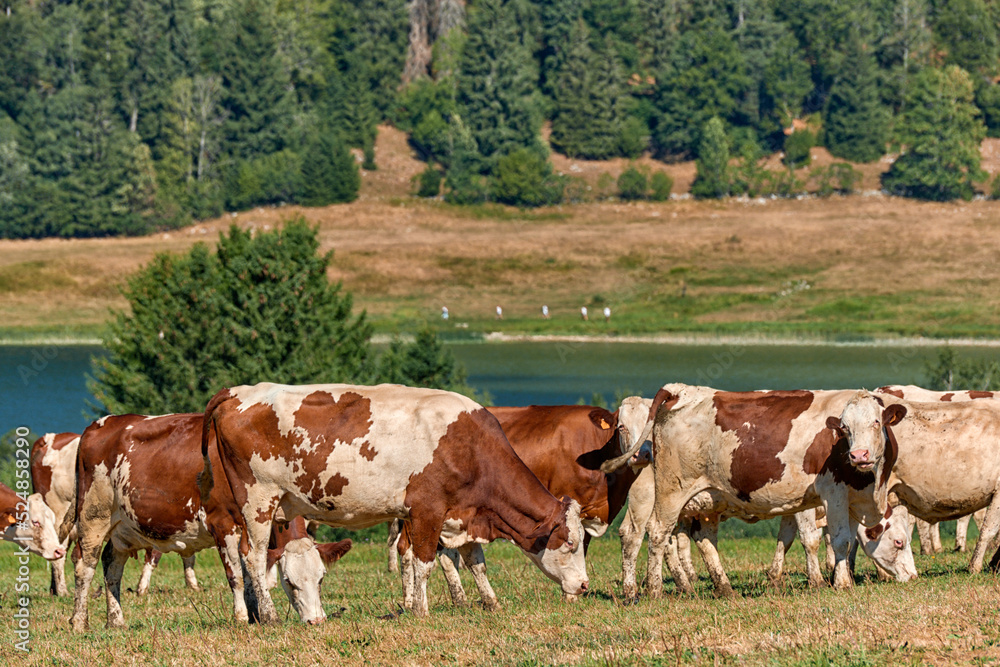 Beautiful Holstein swiss cows in Jura swiss meadows along the Lac de Joux, Switzerland
Beautiful Holstein swiss cows in Jura swiss meadows along the Lac de Joux, Switzerland