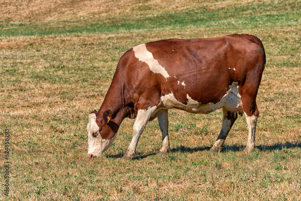 Beautiful Holstein swiss cows in Jura swiss meadows along the Lac de Joux, Switzerland
Beautiful Holstein swiss cows in Jura swiss meadows along the Lac de Joux, Switzerland