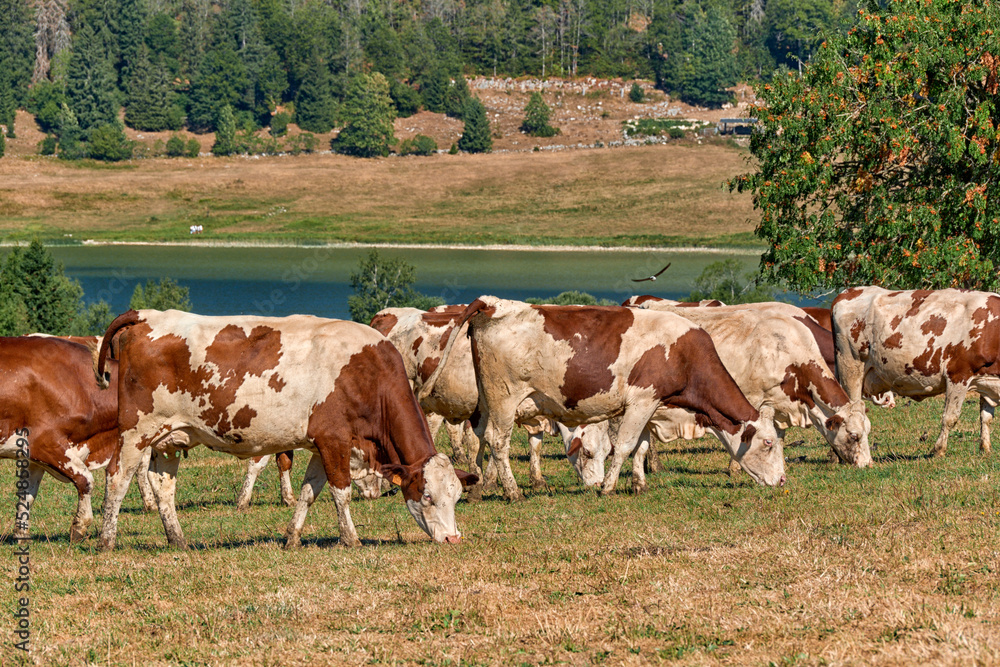 Beautiful Holstein swiss cows in Jura swiss meadows along the Lac de Joux, Switzerland
Beautiful Holstein swiss cows in Jura swiss meadows along the Lac de Joux, Switzerland