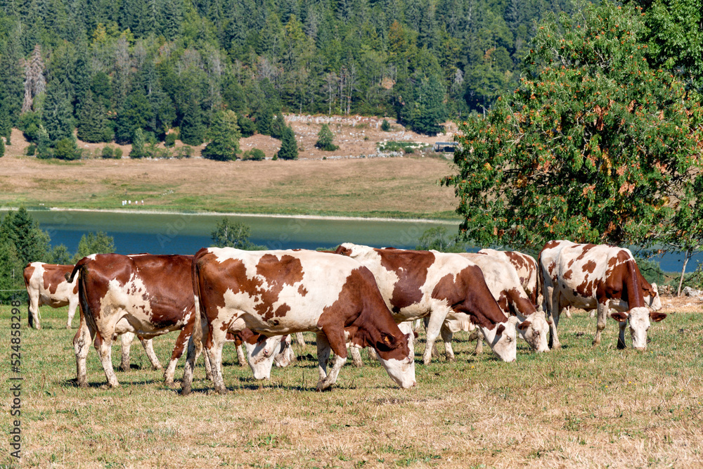 Beautiful Holstein swiss cows in Jura swiss meadows along the Lac de Joux, Switzerland
Beautiful Holstein swiss cows in Jura swiss meadows along the Lac de Joux, Switzerland