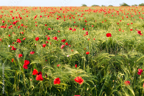 Green spring field with red poppies on wild field. Beautiful field red poppies with selective focus. soft light. Natural drugs. Glade of red poppies.