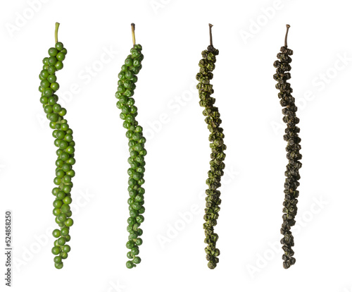 time lapse of black peppercorn, fresh green raw to dried black pepper fruits or drupes, spicy and seasoning ingredient, isolated on white background, collection photo