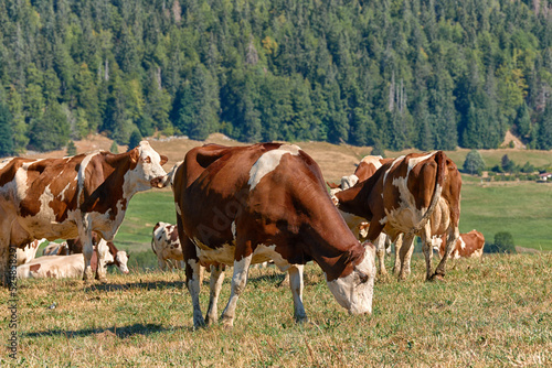 Beautiful Holstein swiss cows in Jura swiss meadows along the Lac de Joux, Switzerland 