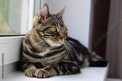 A tabby cat with bright eyes looks into the camera while sitting by the window