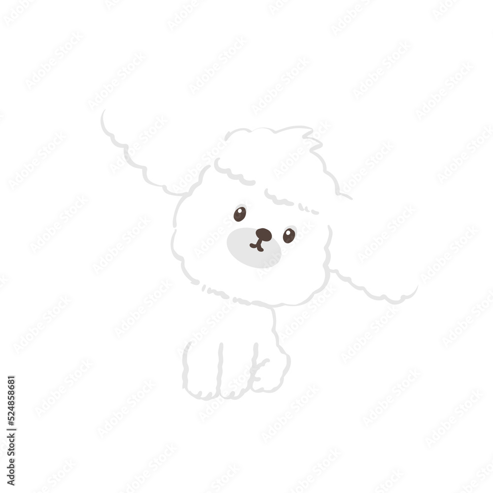 cute poodle dog cute poodle dog