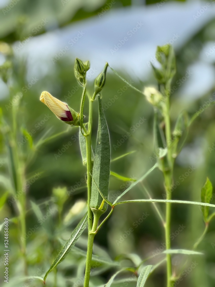 Ladyfinger with flower Ladyfinger with flower