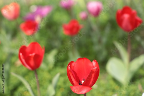 field of tulips