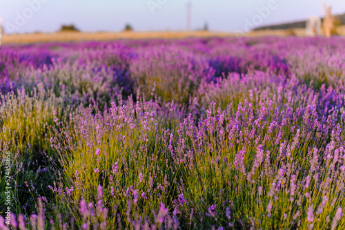 Lavender field. Purple flowers on the field. Provence