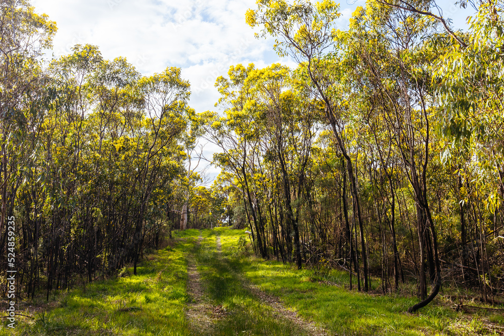 Fototapeta premium Gresswell Conservation Reserve in Melbourne Australia