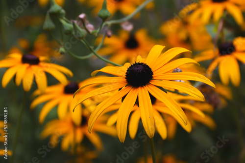 Rudbeckia bicolor in the garden. Yellow flowers. Photo of nature.	
