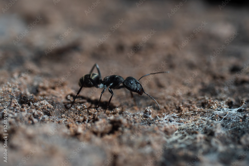 ant on the ground ant on the ground